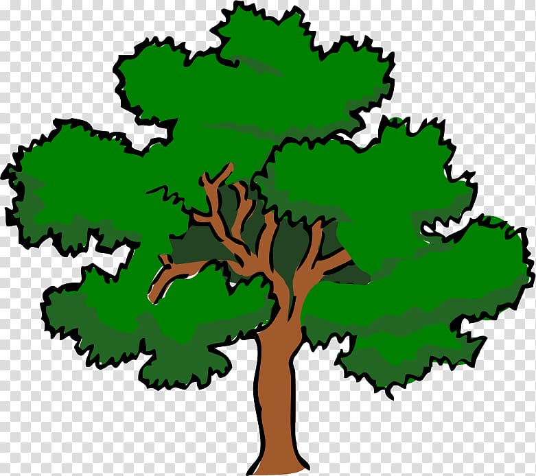 Southern live oak Tree , oak transparent background PNG clipart