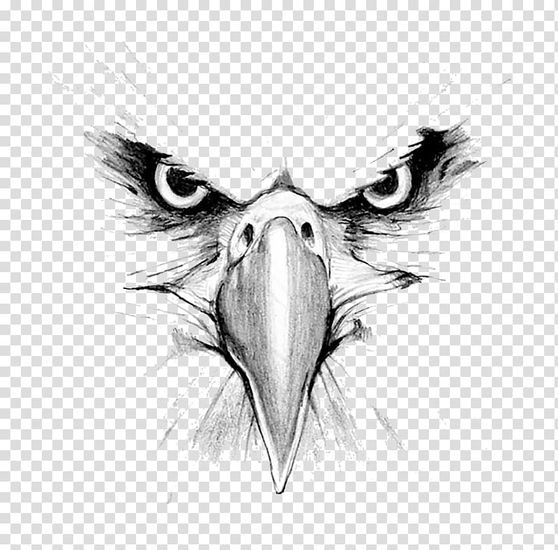 gray eagle illustration, Bald Eagle Drawing Hawk Mountain Sanctuary Golden eagle, eagle transparent background PNG clipart