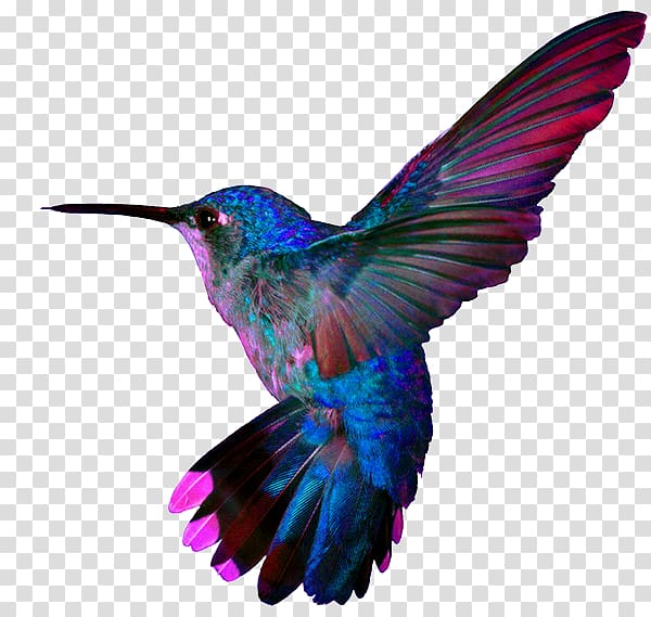 blue and pink bird illustration, Super Hummingbirds Pillow Google Hummingbird, flor transparent background PNG clipart