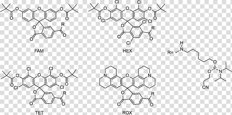 Fluorophore Fluorescein amidite Fluorescence Förster resonance energy transfer, others transparent background PNG clipart