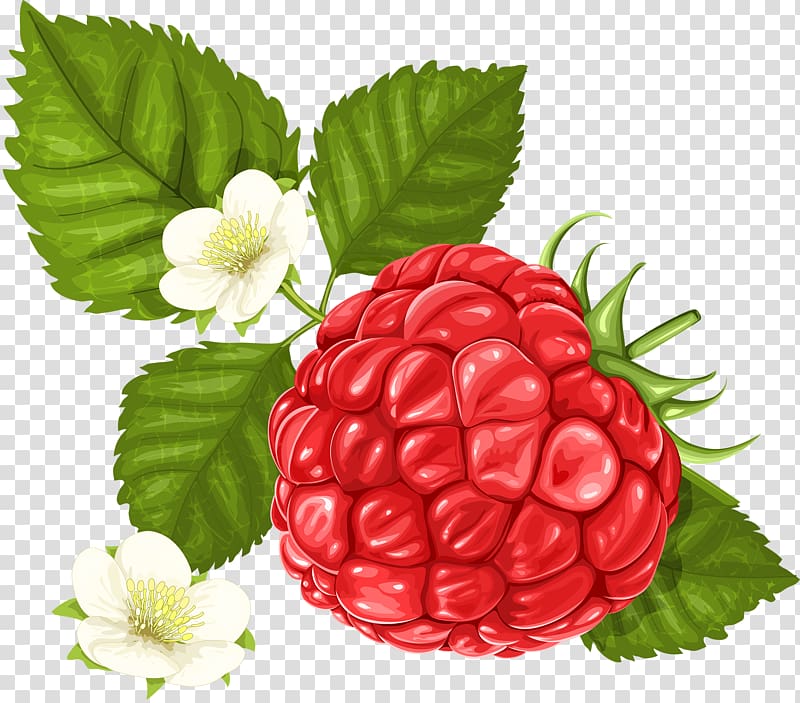 Frutti di bosco Raspberry , White raspberry transparent background PNG clipart