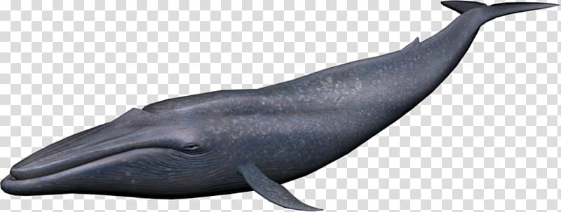 Cetacea , blue whale transparent background PNG clipart