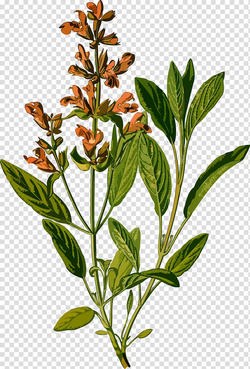 Common sage Botanical illustration Botany Drawing Medicinal plants, plants transparent background PNG clipart