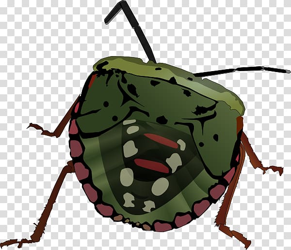 Beetle Brown marmorated stink bug , Stink transparent background PNG clipart