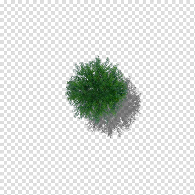 overlooking the lush tree transparent background PNG clipart
