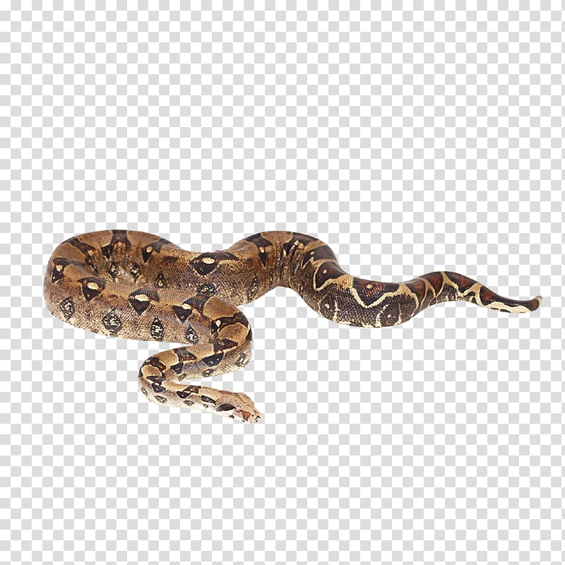 python snake, Snake Reptile Boa constrictor imperator Reticulated python Boas, snake transparent background PNG clipart