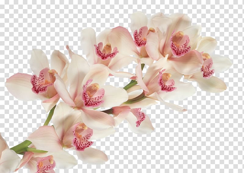 white and pink petaled flowers, Cattleya trianae Dancing-lady Orchid Flower Moth orchids Desktop , orchid transparent background PNG clipart