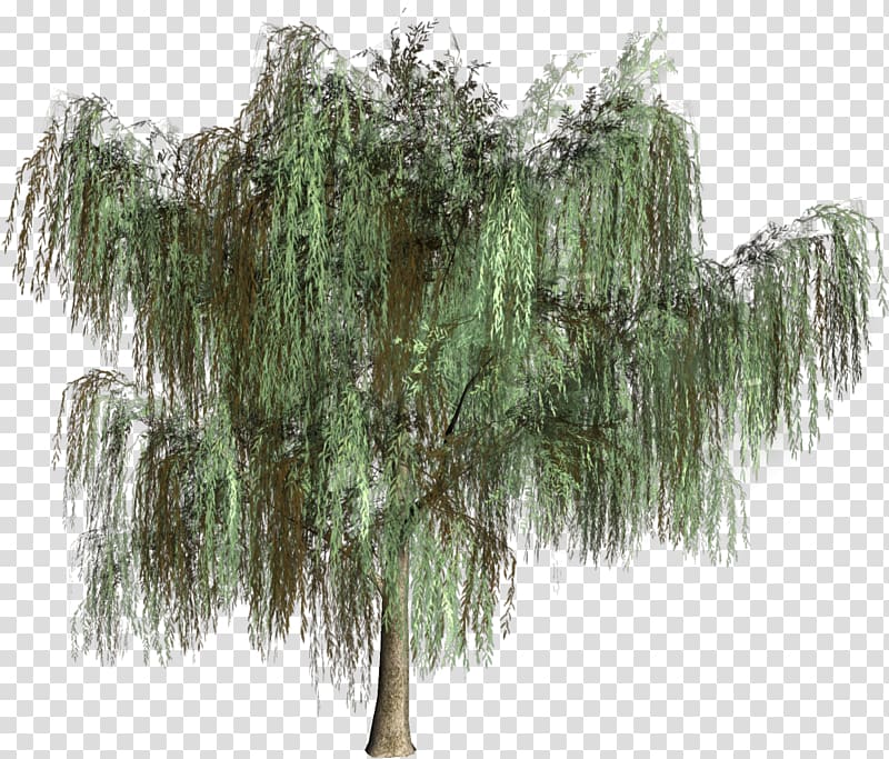 Woody plant Tree Evergreen Conifers, green tree transparent background PNG clipart