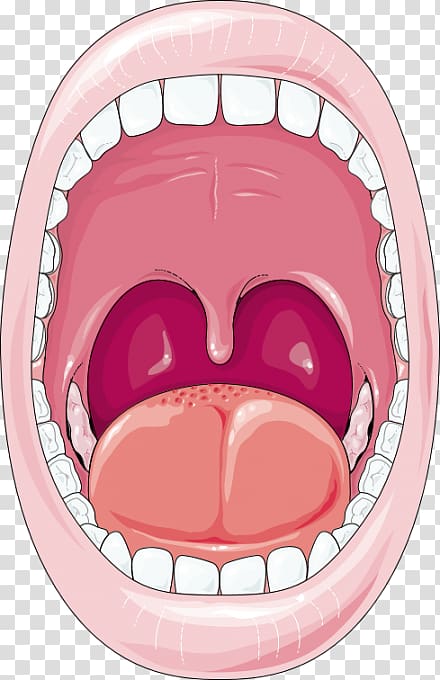 Human mouth Oral cancer Human digestive system Organ system, others transparent background PNG clipart