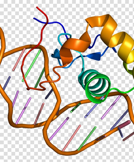 Estrogen-related receptor alpha Estrogen receptor alpha Nuclear receptor, Corticotropinreleasing Hormone Receptor 1 transparent background PNG clipart