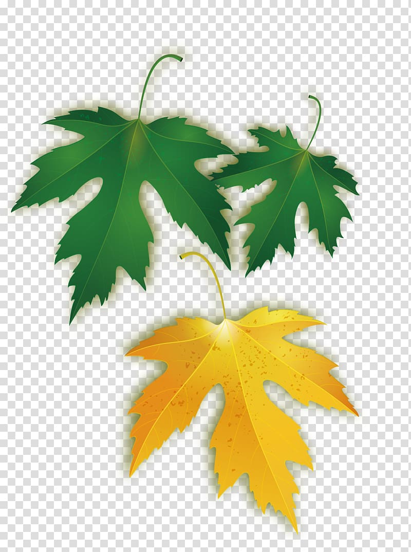 Maple leaf, maple leaf transparent background PNG clipart