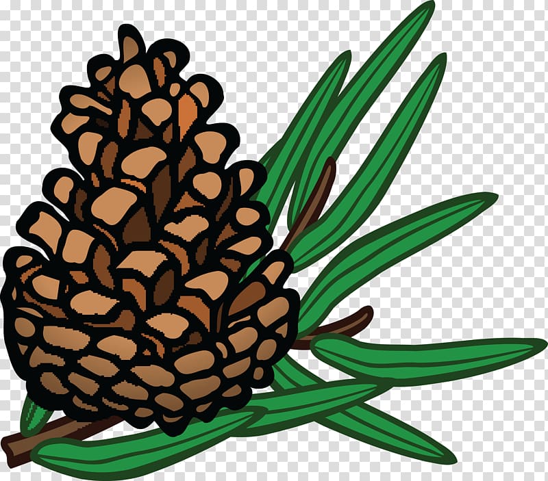 Conifer cone Conifers Coulter pine , pine branches buckle clip free transparent background PNG clipart