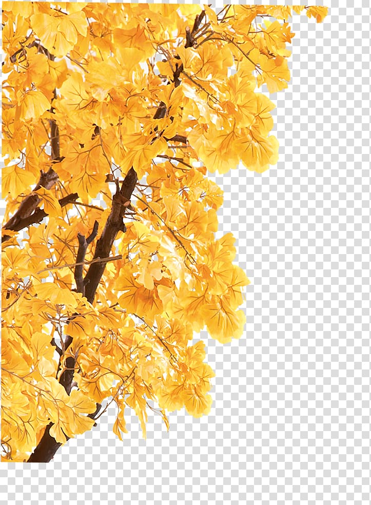 Xiaoshu Dashu Autumn Liqiu Solar term, Autumn Maple Leaf transparent background PNG clipart