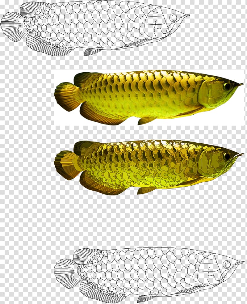 Spoon lure Perch Asian arowana, trump dabbing transparent background PNG clipart