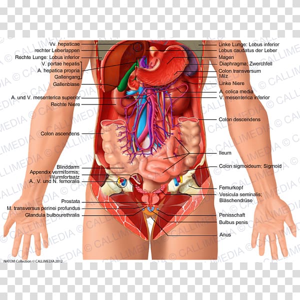 Abdomen Human anatomy Organ Human body, others transparent background PNG clipart