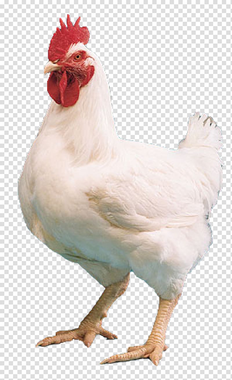white rooster, Cornish chicken Kuroiler Broiler Chicken tikka masala Mandi, chicken transparent background PNG clipart