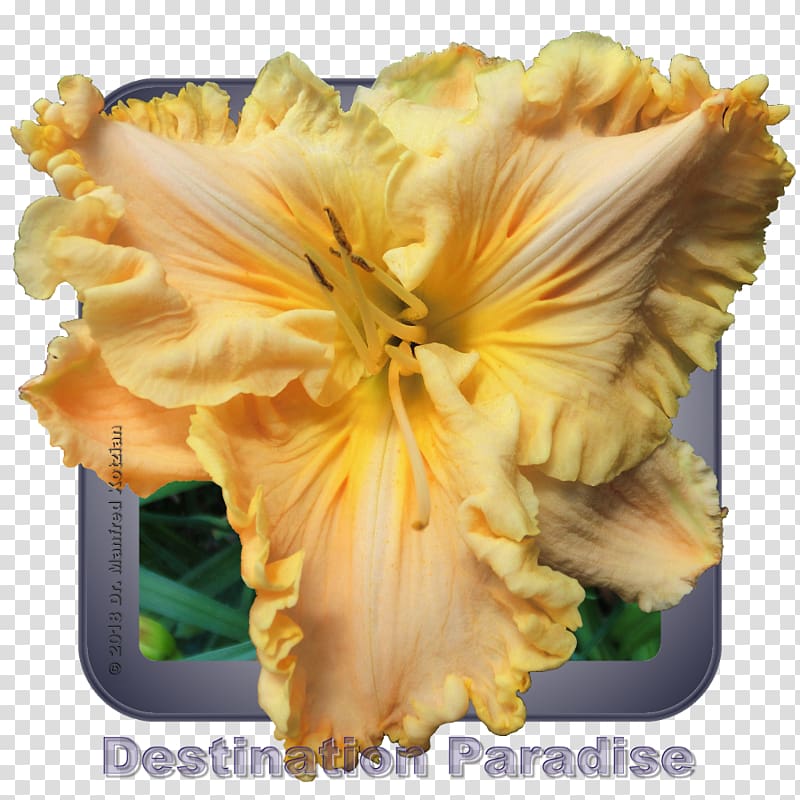 Flower Daylily Iris family Petal 0, flower transparent background PNG clipart