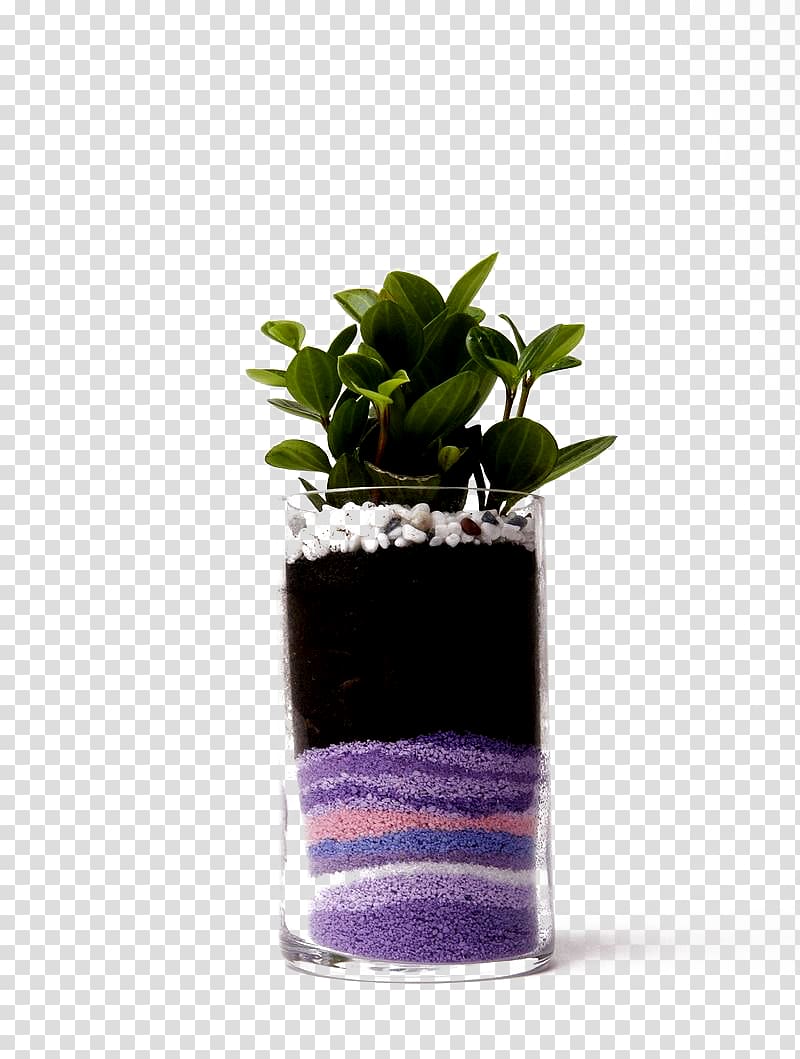 Flowerpot Plant Sand Computer file, Green leaves of plants and colored sand buckle-free material transparent background PNG clipart
