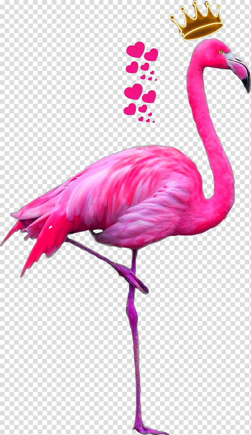 flamingo illustration, Greater flamingo American flamingo Bird Pink, flamingo transparent background PNG clipart