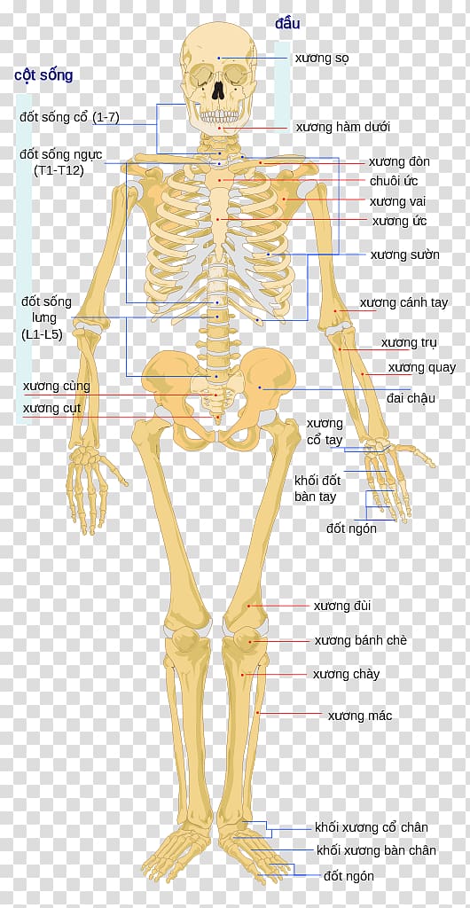 Human skeleton Human body Bone The Skeletal System, Skeleton transparent background PNG clipart