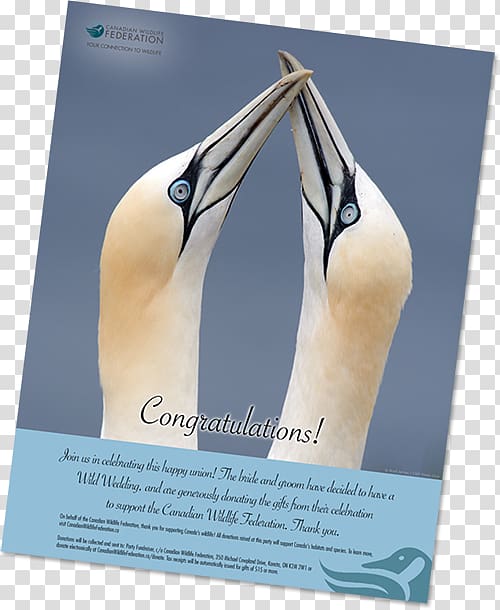 Canadian Wildlife Federation Wedding K2M 2W1 Donation Gift, Wedding poster transparent background PNG clipart