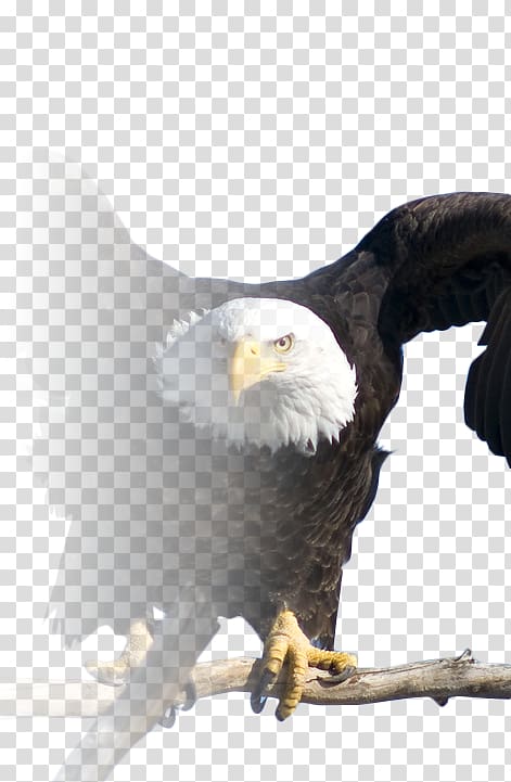 Bald Eagle Migratory Bird Treaty Act of 1918 Vulture, Bird transparent background PNG clipart
