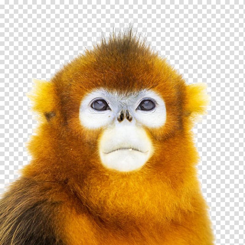 China Primate Golden snub-nosed monkey Ape, 2017 Golden Monkey Face Closeup transparent background PNG clipart