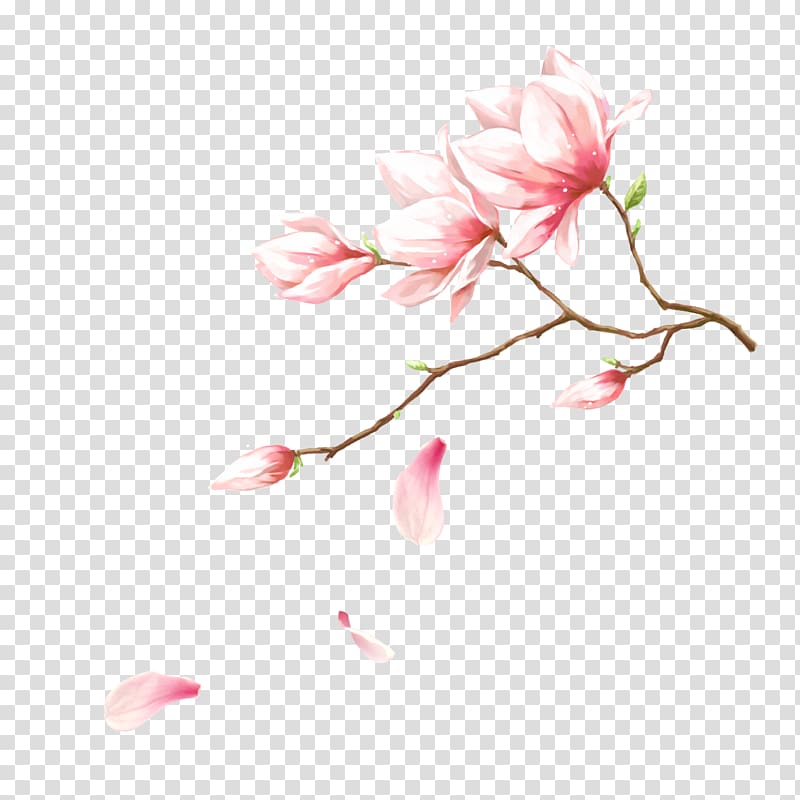 pink petaled flowers illustration, Pink Flower, Handmade magnolia flowers transparent background PNG clipart