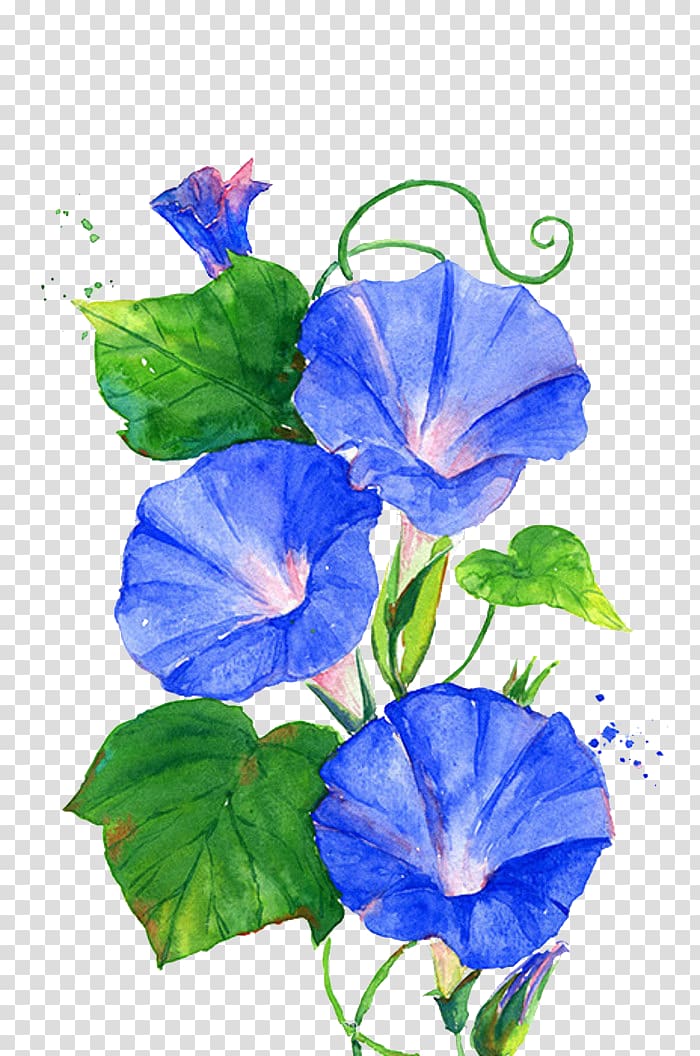 three blue morning glory flowers painting, Ipomoea nil Flower Vine Blue, Trumpet flowers transparent background PNG clipart