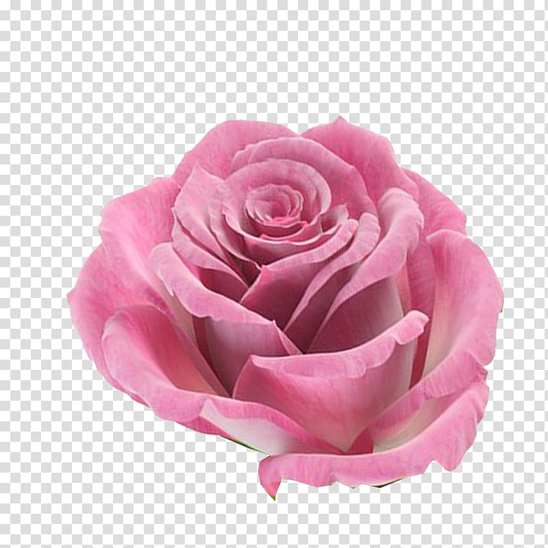 pink rose, Rose Flower Pink, FLORES transparent background PNG clipart