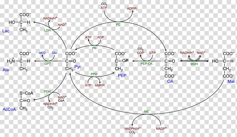 Keto acid Oxaloacetic acid Phosphoenolpyruvic acid Pyruvate carboxylase, biological transparent background PNG clipart