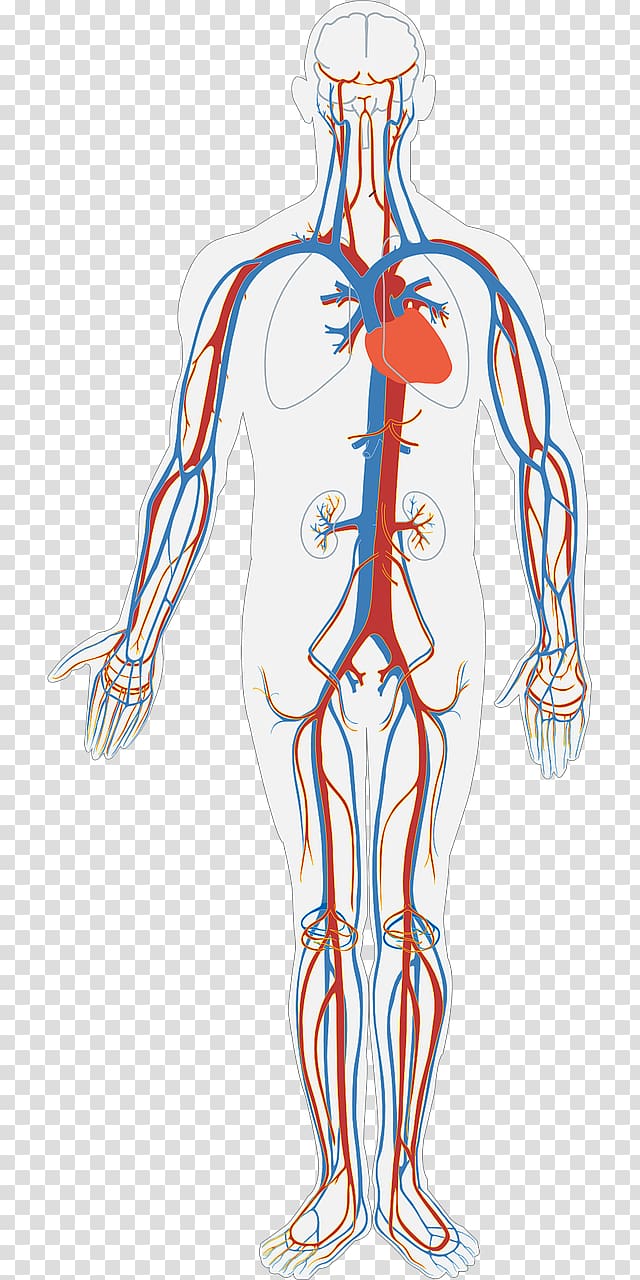 human nervous system illustration, Circulatory system Diagram Human body Anatomy Organ system, Blood circulation transparent background PNG clipart
