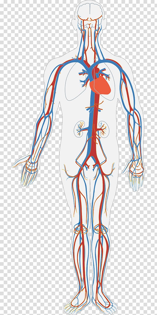 Blood Flow Chart Of The Human Body