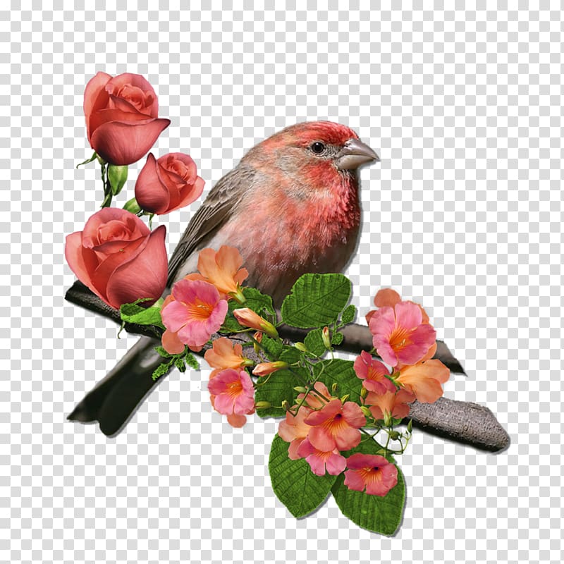 House finch Finches Wren Northern cardinal Rose, rose transparent background PNG clipart