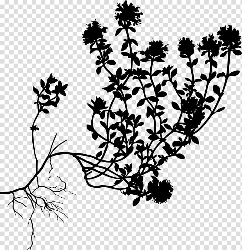 Garden Thyme Breckland thyme Mother-of-Thyme Herb, WİLD transparent background PNG clipart