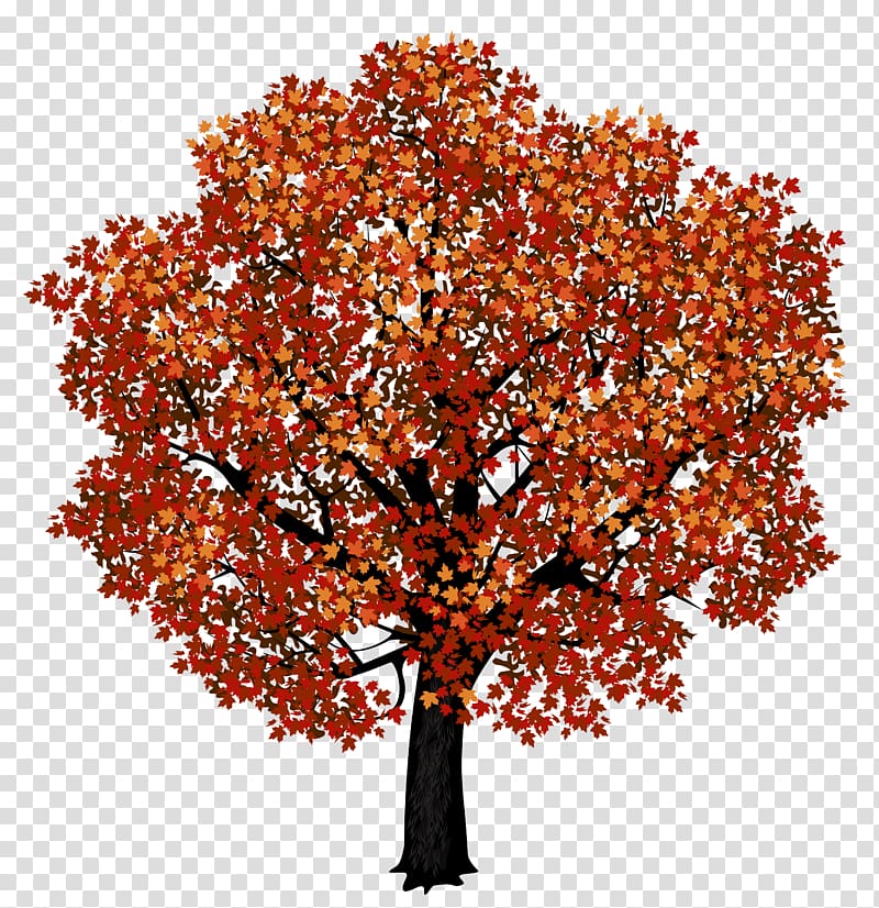 tree painting, Red maple Japanese maple Autumn leaf color , Red Maple Tree transparent background PNG clipart