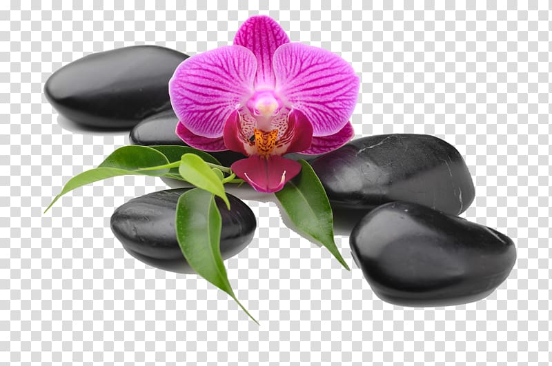 pink moth orchid on black stones, Moth orchids Die Orchideen , Creative Beauty Health SPA transparent background PNG clipart