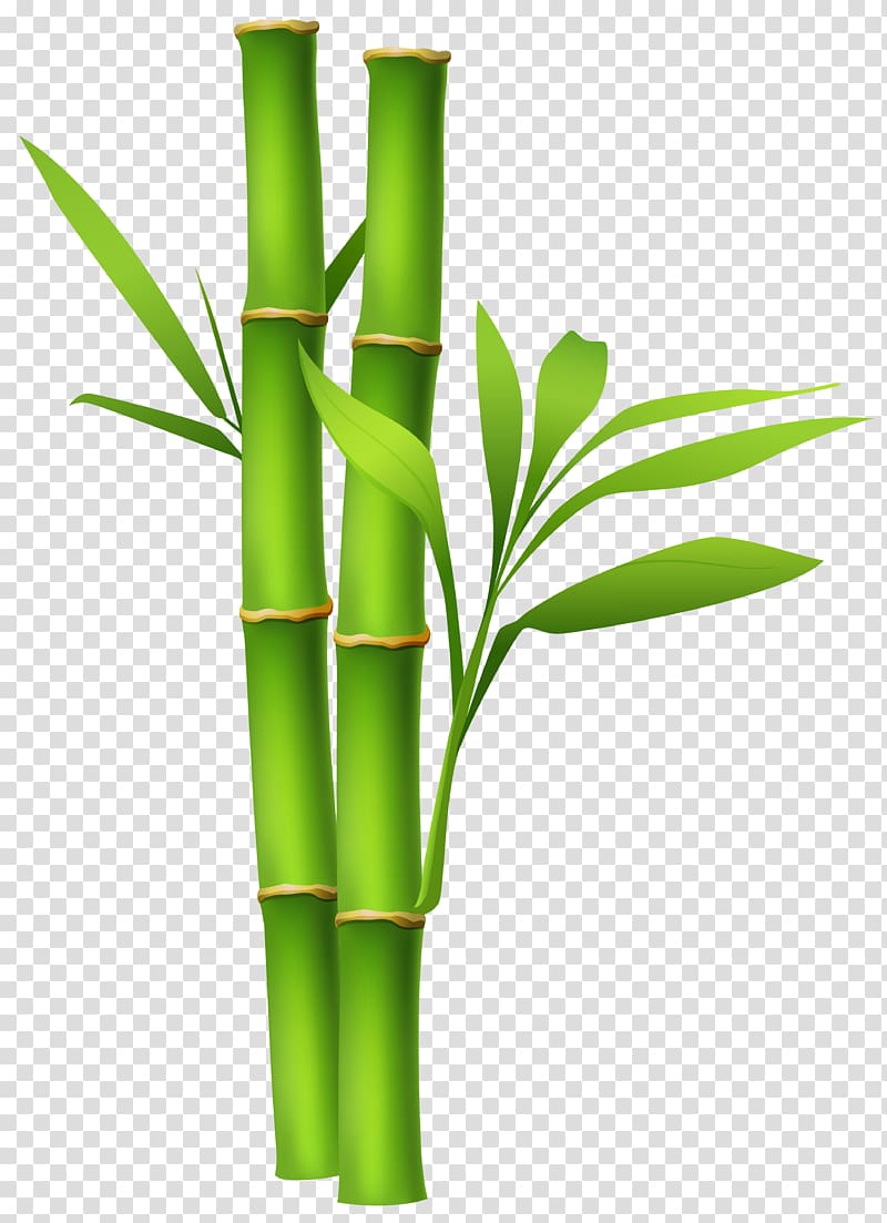 Bamboo , Bamboo Background transparent background PNG clipart