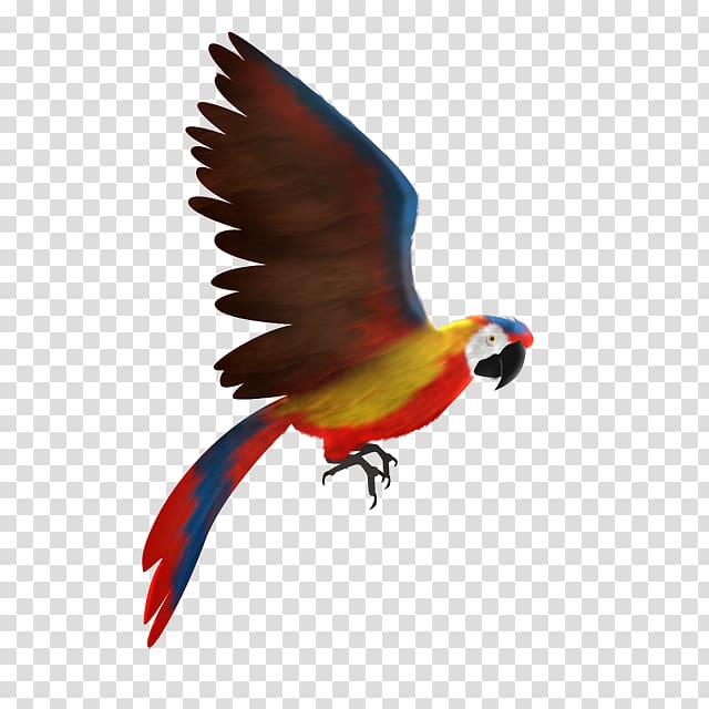 Scarlet macaw Animation Lories and lorikeets, Animation transparent background PNG clipart