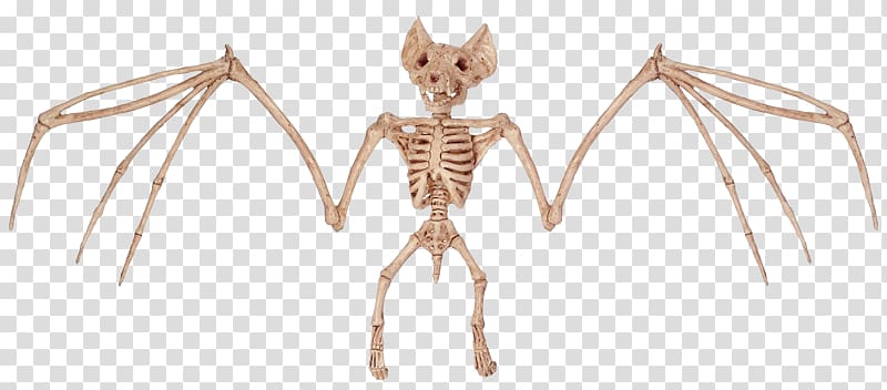 Bat Bone Human skeleton Halloween, Halloween Bats transparent background PNG clipart