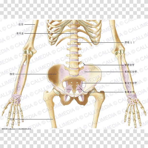 Bone Hand Forearm Ligament Elbow, hand transparent background PNG clipart