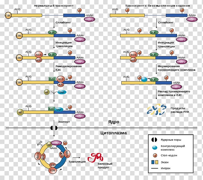 Five prime untranslated region Nonsense-mediated decay Exon junction complex Messenger RNA, others transparent background PNG clipart