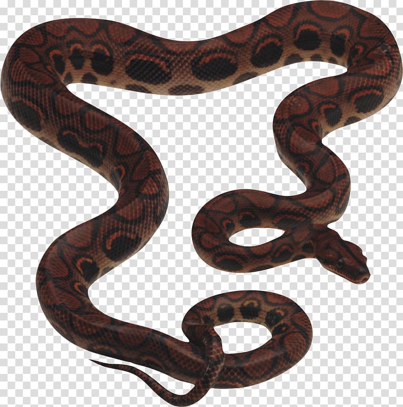 Snake King cobra , serpiente transparent background PNG clipart