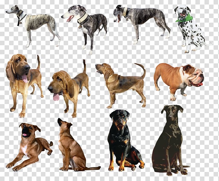 Dog breed Labrador Retriever Crossbreed Word family Grandchild, others transparent background PNG clipart