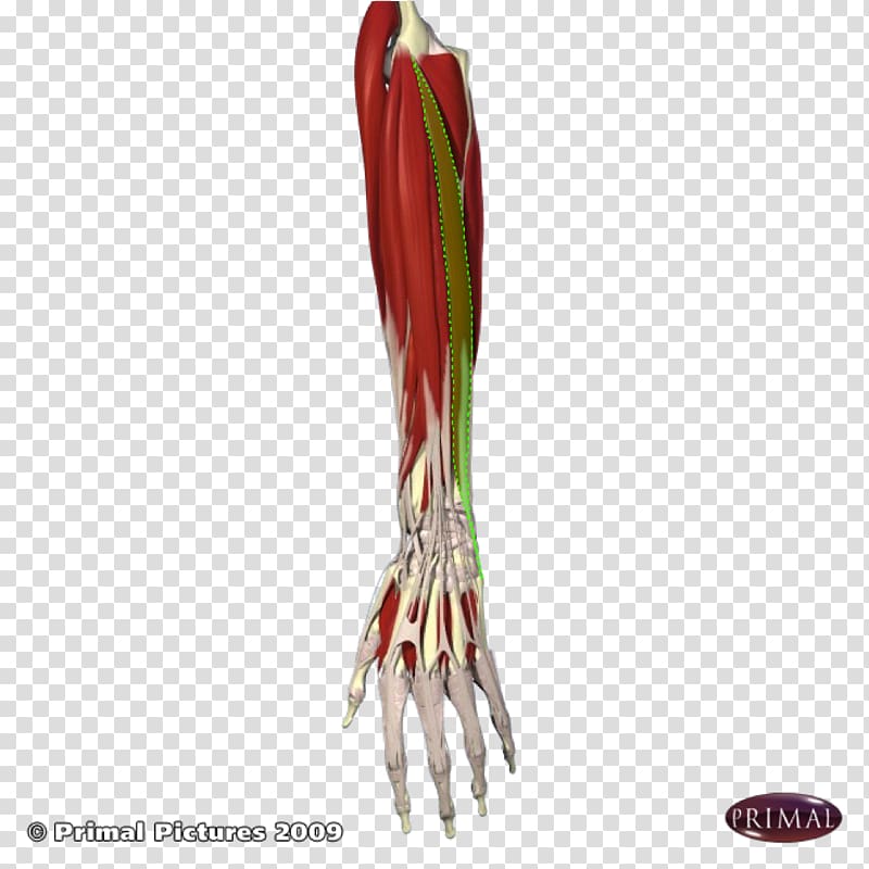 Arm Extensor digitorum muscle Flexor carpi ulnaris muscle Extensor carpi ulnaris muscle Extensor digiti minimi muscle, halves transparent background PNG clipart