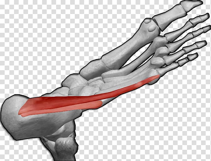 Thumb Abductor digiti minimi muscle of foot Abductor digiti minimi muscle of hand Abductor hallucis muscle, dedo transparent background PNG clipart