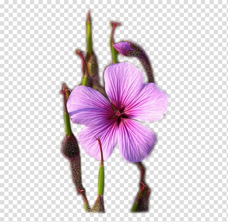 Purple Petal, purple transparent background PNG clipart