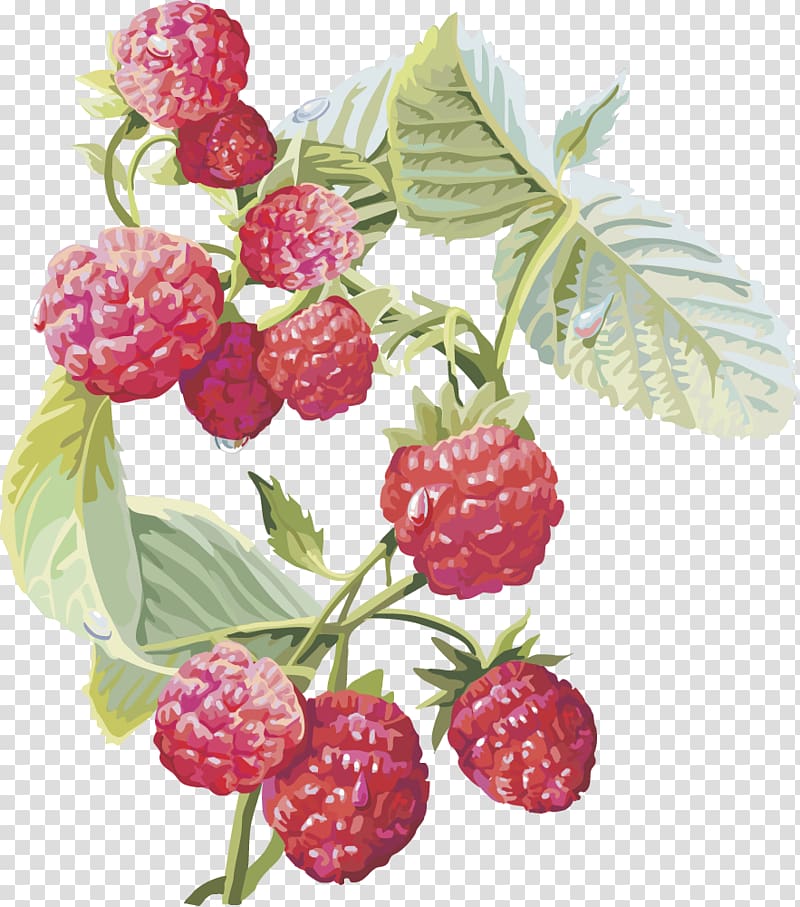 red raspberries , Frutti di bosco Red raspberry Musk strawberry Fruit, Cranberry fruit cherries transparent background PNG clipart