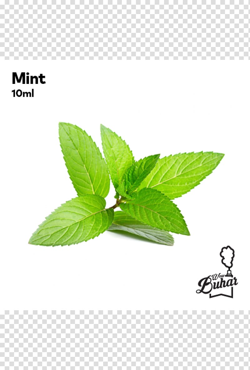 Peppermint Herb Extract Mentha spicata, Mint transparent background PNG clipart