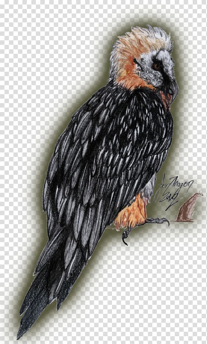 Turkey vulture Bird of prey Bearded vulture, bearded dragon transparent background PNG clipart
